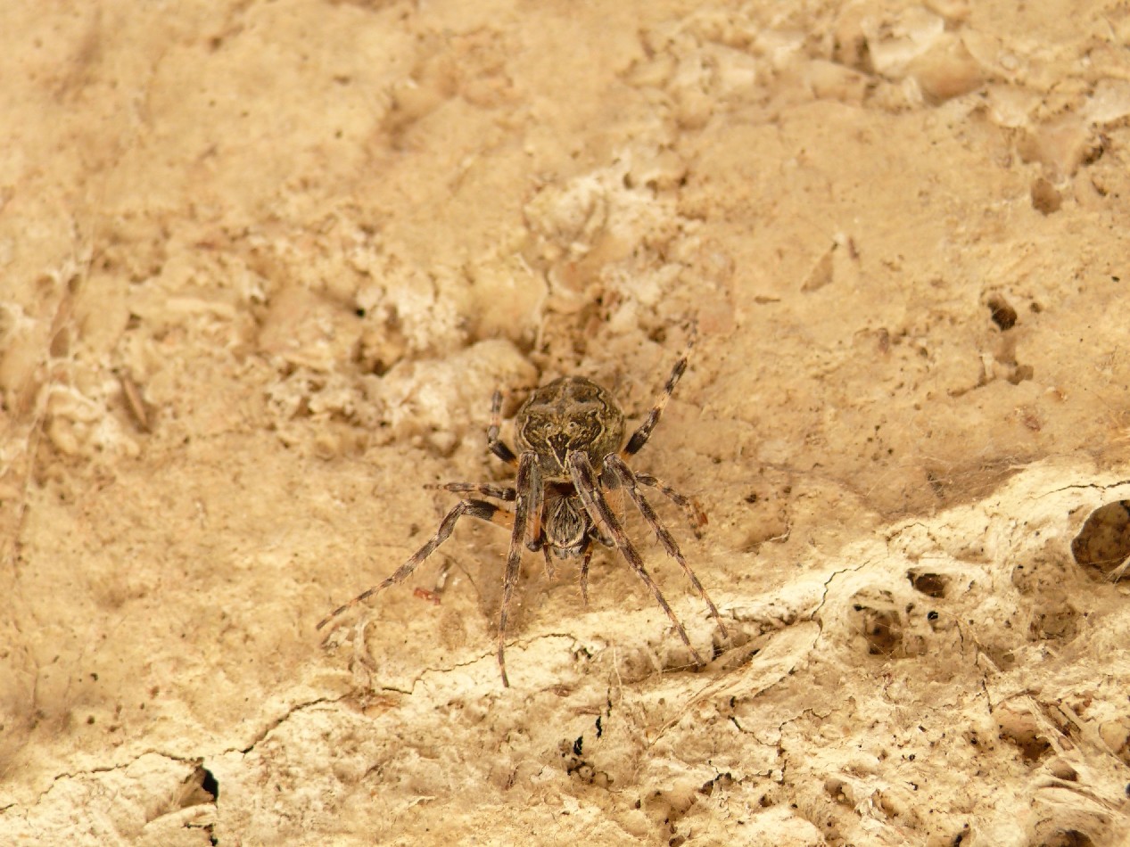 Larinioides sp.